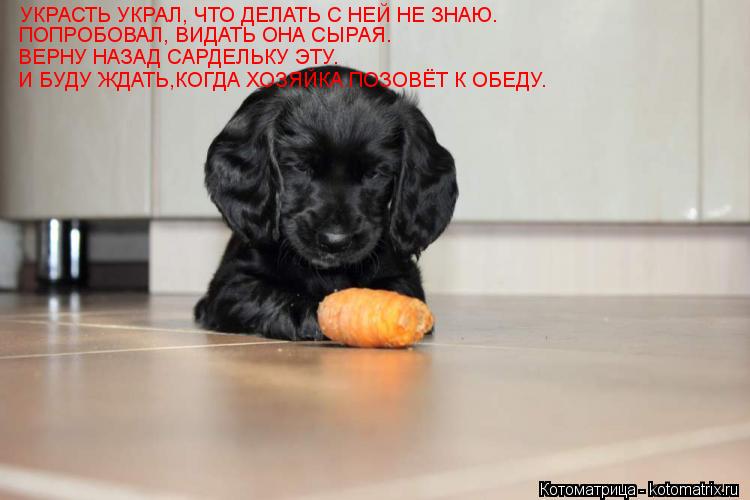УКРАСТЬ УКРАЛ, ЧТО ДЕЛАТЬ С НЕЙ НЕ ЗНАЮ. ПОПРОБОВАЛ, ВИДАТЬ ОНА СЫРАЯ. ВЕРНУ НАЗАД САРДЕЛЬКУ ЭТУ. И Б... Котоматрица: УКРАСТЬ УКРАЛ, ЧТО ДЕЛАТЬ С НЕЙ НЕ ЗНАЮ. ПОПРОБОВАЛ, ВИДАТЬ ОНА СЫРАЯ. ВЕРНУ НАЗАД САРДЕЛЬКУ ЭТУ. И БУДУ ЖДАТЬ,КОГДА ХОЗЯЙКА ПОЗОВЁТ К ОБЕДУ.