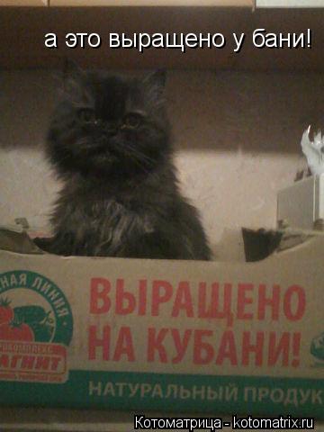 а это выращено у бани!... Котоматрица: а это выращено у бани!