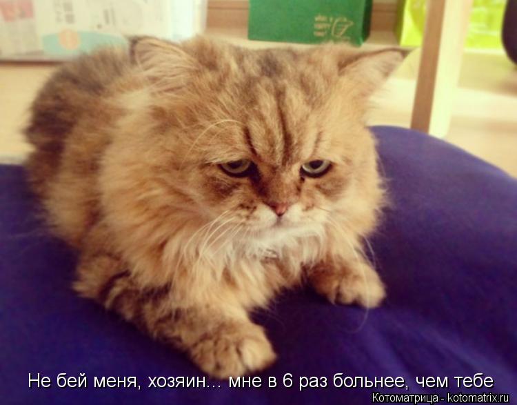 Не бей меня, хозяин... мне в 6 раз больнее, чем тебе... Котоматрица: Не бей меня, хозяин... мне в 6 раз больнее, чем тебе
