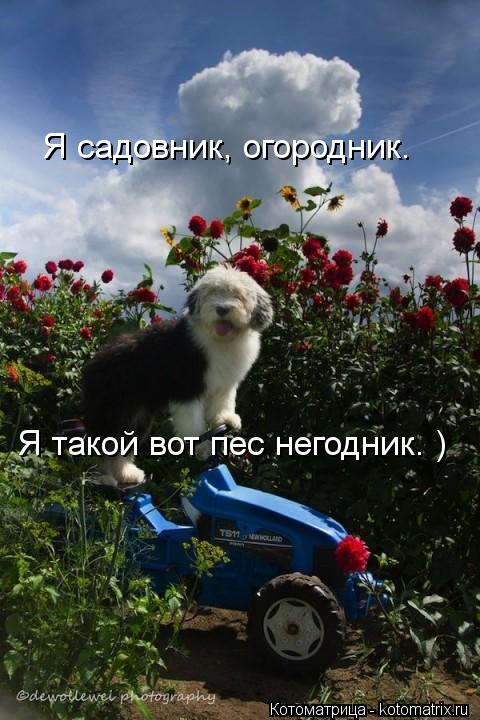 Я садовник, огородник. Я такой вот пес негодник. )... Котоматрица: Я садовник, огородник. Я такой вот пес негодник. )