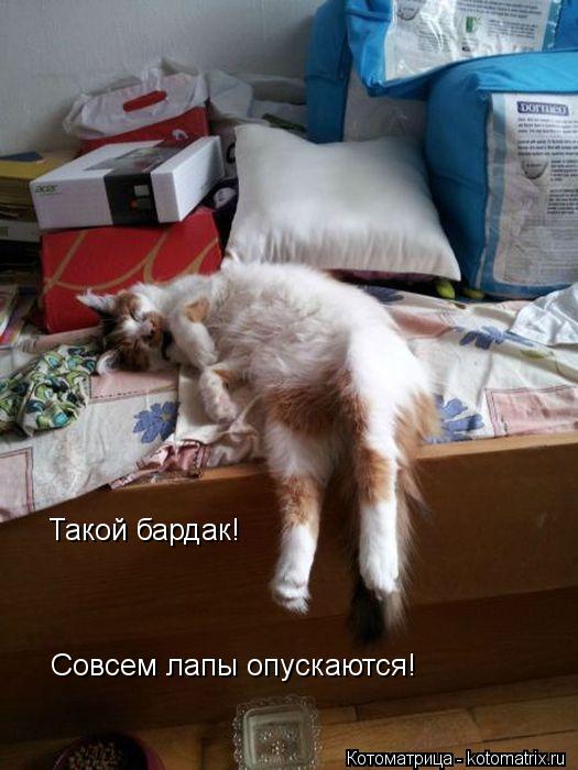Такой бардак! Совсем лапы опускаются!... Котоматрица: Такой бардак! Совсем лапы опускаются!