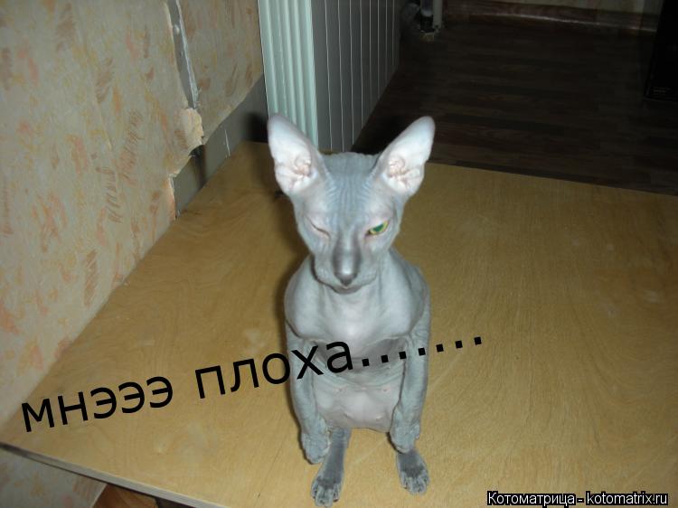 мнэээ плоха.......... Котоматрица: мнэээ плоха.......