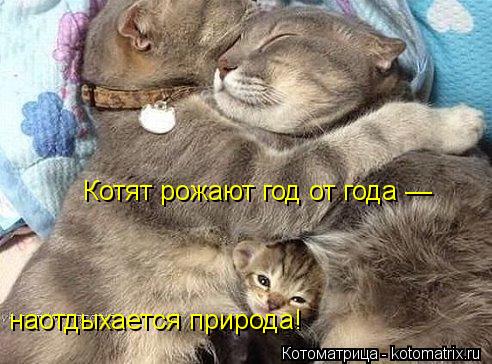 Котят рожают год от года — наотдыхается природа!... Котоматрица: Котят рожают год от года — наотдыхается природа!