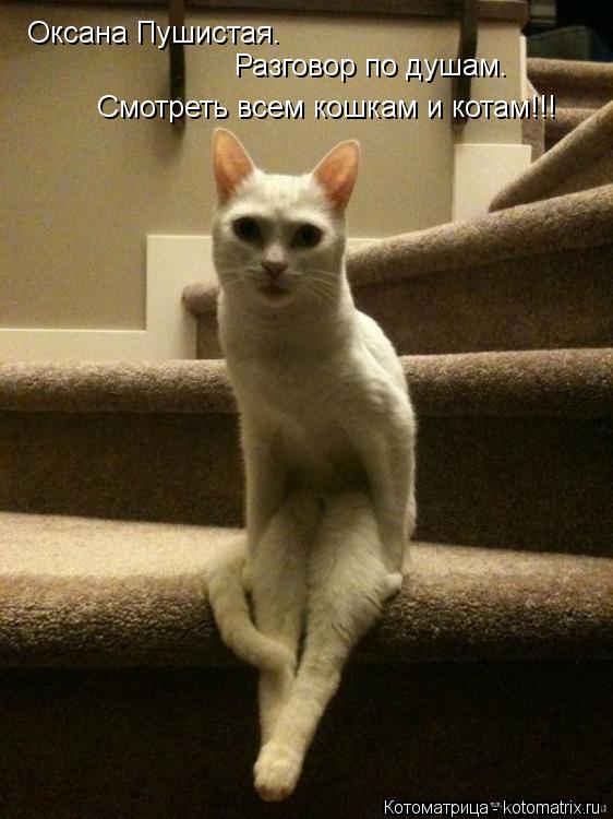 Оксана Пушистая. Разговор по душам. Смотреть всем кошкам и котам!!!... Котоматрица: Оксана Пушистая. Разговор по душам. Смотреть всем кошкам и котам!!!
