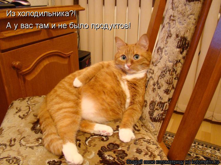 Из холодильника?! А у вас там и не было продуктов!... Котоматрица: Из холодильника?! А у вас там и не было продуктов!