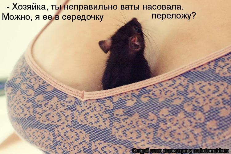 - Хозяйка, ты неправильно ваты насовала. Можно, я ее в середочку переложу?... Котоматрица: - Хозяйка, ты неправильно ваты насовала. Можно, я ее в середочку переложу?