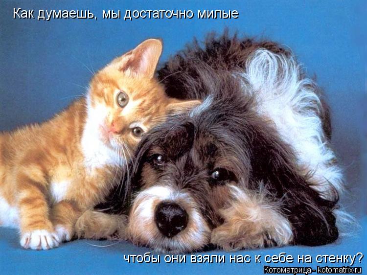 Как думаешь, мы достаточно милые чтобы они взяли нас к себе на стенку?... Котоматрица: Как думаешь, мы достаточно милые чтобы они взяли нас к себе на стенку?