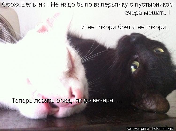 Ооохх,Бельчик ! Не надо было валерьянку с пустырником вчера мешать ! И не говори брат,и не говори..... Котоматрица: Ооохх,Бельчик ! Не надо было валерьянку с пустырником вчера мешать ! И не говори брат,и не говори.... Теперь ловить отходняк до вечера.....
