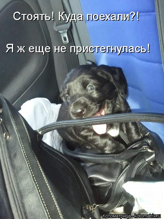 Стоять! Куда поехали?! Я ж еще не пристегнулась!... Котоматрица: Стоять! Куда поехали?! Я ж еще не пристегнулась!