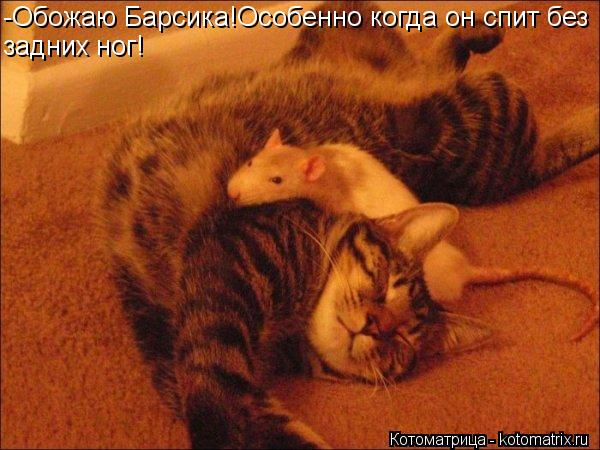 -Обожаю Барсика!Особенно когда он спит без задних ног!... Котоматрица: -Обожаю Барсика!Особенно когда он спит без задних ног!