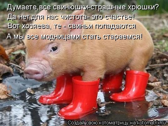 Думаете,все свинюшки-страшные хрюшки? Да нет,для нас чистота- это счастье! Вот хозяева, те - свиньи п... Котоматрица: Думаете,все свинюшки-страшные хрюшки? Да нет,для нас чистота- это счастье! Вот хозяева, те - свиньи попадаются А мы все модницами стать стара