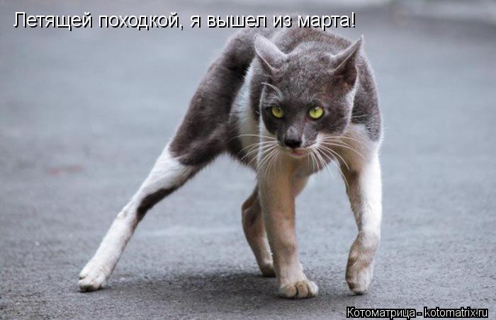 Летящей походкой, я вышел из марта!... Котоматрица: Летящей походкой, я вышел из марта!