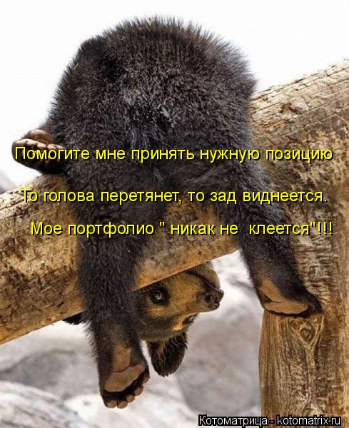 Помогите мне принять нужную позицию То голова перетянет, то зад виднеется. Мое портфолио " никак не ... Котоматрица: Помогите мне принять нужную позицию То голова перетянет, то зад виднеется. Мое портфолио " никак не клеется"!!!