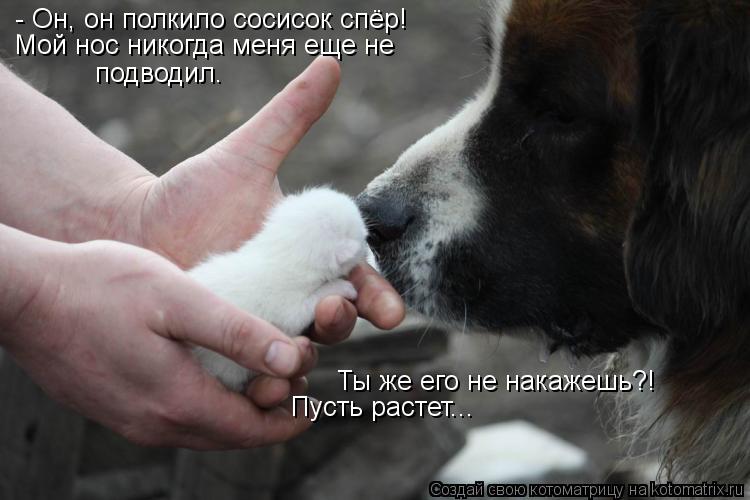 - Он, он полкило сосисок спёр! Мой нос никогда меня еще не подводил. Ты же его не накажешь?! Пусть р... Котоматрица: - Он, он полкило сосисок спёр! Мой нос никогда меня еще не подводил. Ты же его не накажешь?! Пусть растет...