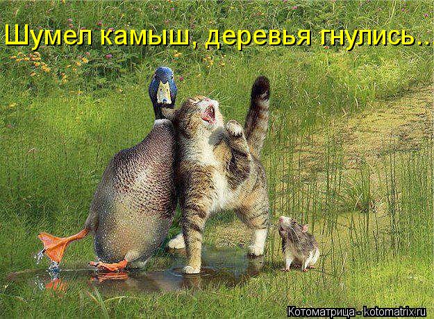 Шумел камыш, деревья гнулись...... Котоматрица: Шумел камыш, деревья гнулись...
