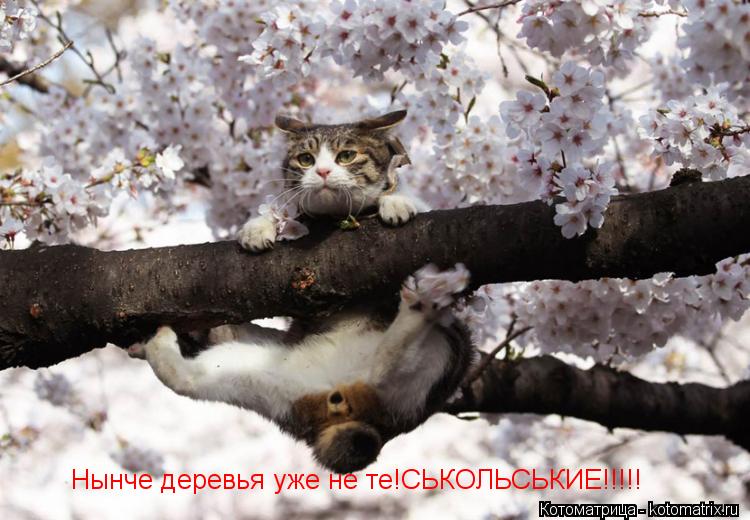 Нынче деревья уже не те!СЬКОЛЬСЬКИЕ!!!!!... Котоматрица: Нынче деревья уже не те!СЬКОЛЬСЬКИЕ!!!!!