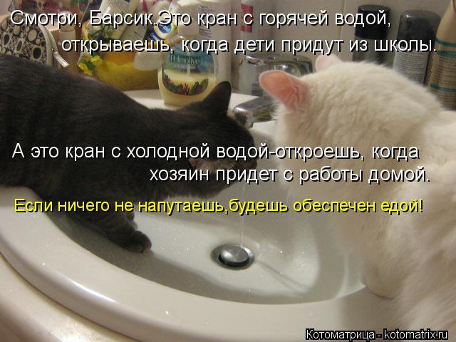 Смотри, Барсик.Это кран с горячей водой, открываешь, когда дети придут из школы. А это кран с холодно... Котоматрица: Смотри, Барсик.Это кран с горячей водой, открываешь, когда дети придут из школы. А это кран с холодной водой-откроешь, когда хозяин придет с