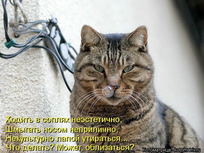 Ходить в соплях неэстетично, Шмыгать носом неприлично, Некультурно лапой утираться... Что делать? Мож... Котоматрица: Ходить в соплях неэстетично, Шмыгать носом неприлично, Некультурно лапой утираться... Что делать? Может, облизаться?