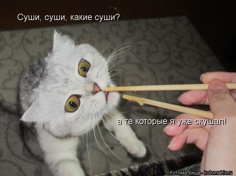 Суши, суши, какие суши? а те которые я уже скушал!... Котоматрица: Суши, суши, какие суши? а те которые я уже скушал!