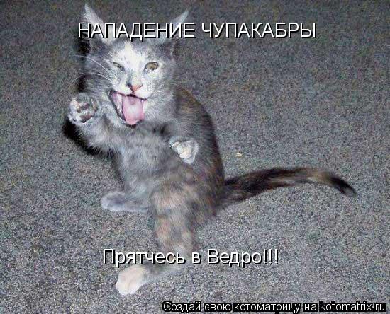 НАПАДЕНИЕ ЧУПАКАБРЫ Прятчесь в Ведро!!!... Котоматрица: НАПАДЕНИЕ ЧУПАКАБРЫ Прятчесь в Ведро!!!