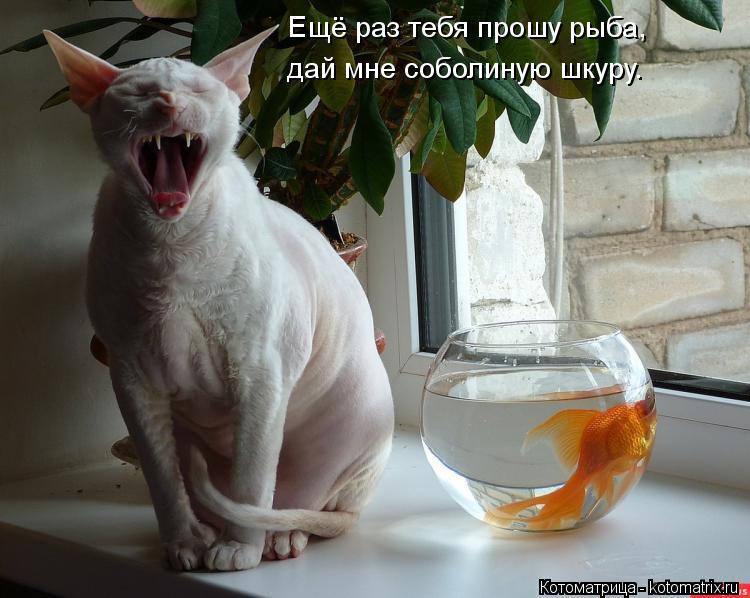 дай мне соболиную шкуру. Ещё раз тебя прошу рыба,... Котоматрица: дай мне соболиную шкуру. Ещё раз тебя прошу рыба,