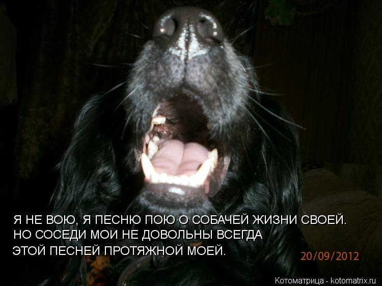 Я НЕ ВОЮ, Я ПЕСНЮ ПОЮ О СОБАЧЕЙ ЖИЗНИ СВОЕЙ. НО СОСЕДИ МОИ НЕ ДОВОЛЬНЫ ВСЕГДА ЭТОЙ ПЕСНЕЙ ПРОТЯЖНОЙ ... Котоматрица: Я НЕ ВОЮ, Я ПЕСНЮ ПОЮ О СОБАЧЕЙ ЖИЗНИ СВОЕЙ. НО СОСЕДИ МОИ НЕ ДОВОЛЬНЫ ВСЕГДА ЭТОЙ ПЕСНЕЙ ПРОТЯЖНОЙ МОЕЙ.