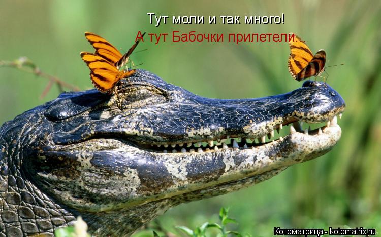 Тут моли и так много! А тут Бабочки прилетели...... Котоматрица: Тут моли и так много! А тут Бабочки прилетели...
