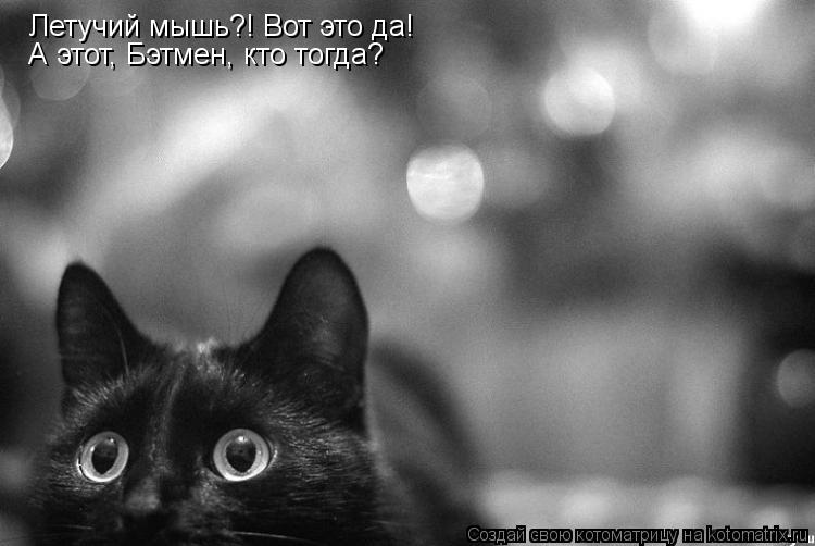Летучий мышь?! Вот это да! А этот, Бэтмен, кто тогда?... Котоматрица: Летучий мышь?! Вот это да! А этот, Бэтмен, кто тогда?