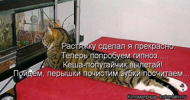 Растяжку сделал я прекрасно. Теперь попробуем гипноз..... Кеша-попугайчик,вылетай! Пойдем, перышки по... Котоматрица: Растяжку сделал я прекрасно. Теперь попробуем гипноз..... Кеша-попугайчик,вылетай! Пойдем, перышки почистим,зубки посчитаем...