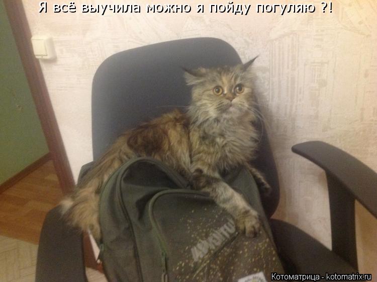 Я всё выучила можно я пойду погуляю ?!... Котоматрица: Я всё выучила можно я пойду погуляю ?!