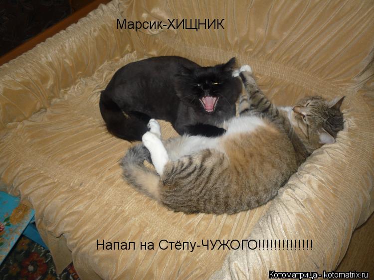 Марсик-ХИЩНИК Напал на Стёпу-ЧУЖОГО!!!!!!!!!!!!!!... Котоматрица: Марсик-ХИЩНИК Напал на Стёпу-ЧУЖОГО!!!!!!!!!!!!!!