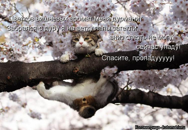 Цветков вишневых аромат меня дурманит Забрался с дуру я на ветку,лапы затекли, вниз слезть не могу се... Котоматрица: Цветков вишневых аромат меня дурманит Забрался с дуру я на ветку,лапы затекли, вниз слезть не могу сейчас упаду! Спасите, пропадууууу!