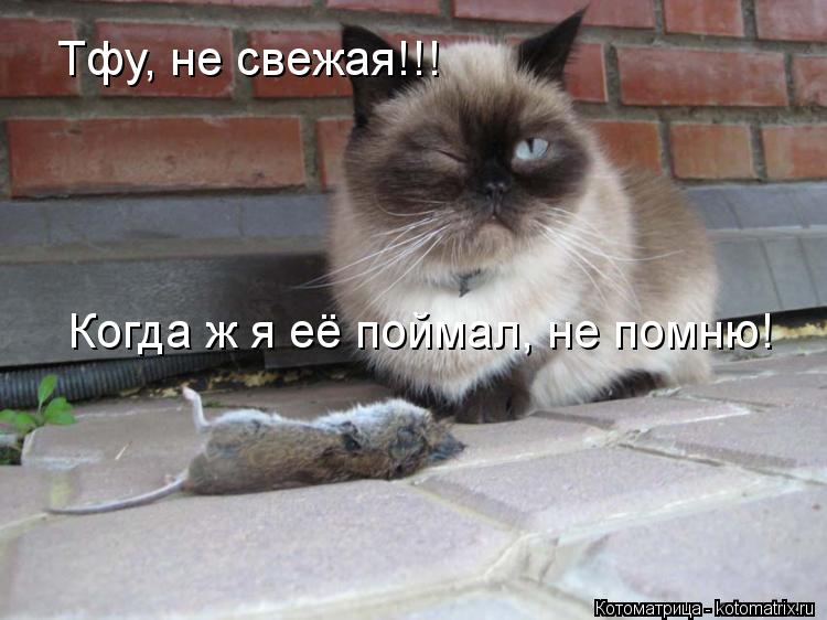 Тфу, не свежая!!! Когда ж я её поймал, не помню!... Котоматрица: Тфу, не свежая!!! Когда ж я её поймал, не помню!