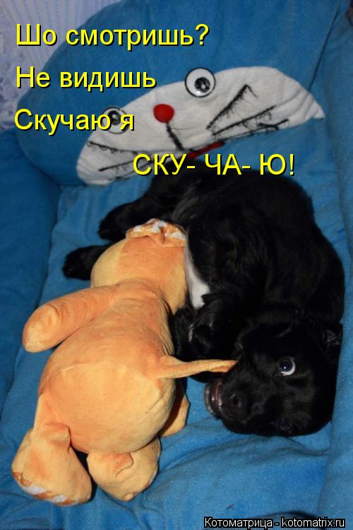 Шо смотришь? Не видишь Скучаю я СКУ- ЧА- Ю!... Котоматрица: Шо смотришь? Не видишь Скучаю я СКУ- ЧА- Ю!