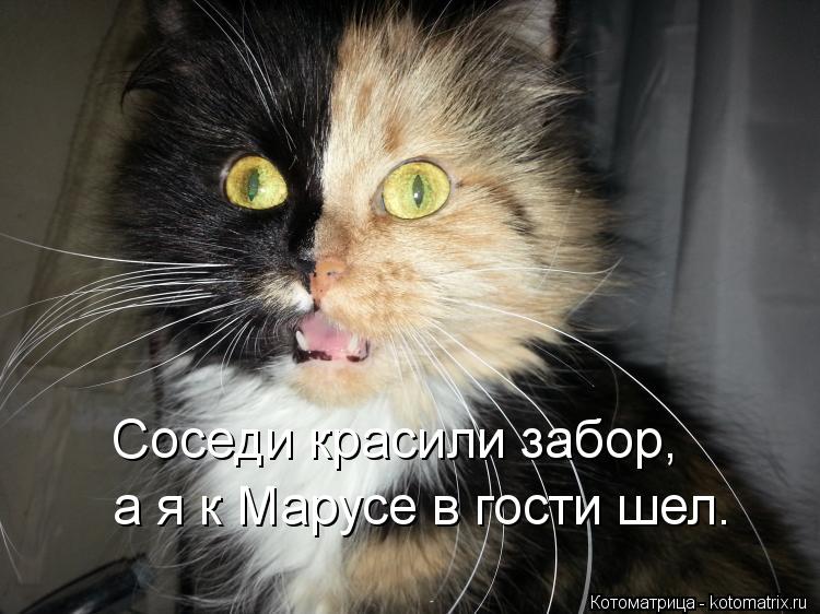 Соседи красили забор, а я к Марусе в гости шел.... Котоматрица: Соседи красили забор, а я к Марусе в гости шел.