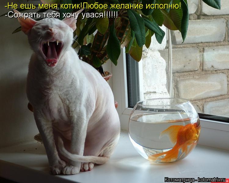 -Не ешь меня котик!Любое желание исполню! -Сожрать тебя хочу увася!!!!!!... Котоматрица: -Не ешь меня котик!Любое желание исполню! -Сожрать тебя хочу увася!!!!!!