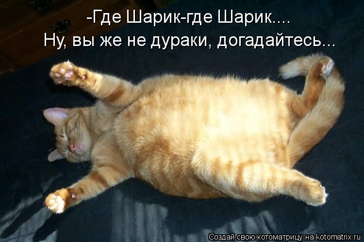 Котоматрица: -Где Шарик-где Шарик.... Ну, вы же не дураки, догадайтесь...