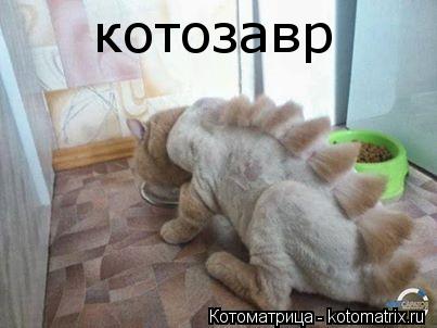 котозавр... Котоматрица: котозавр