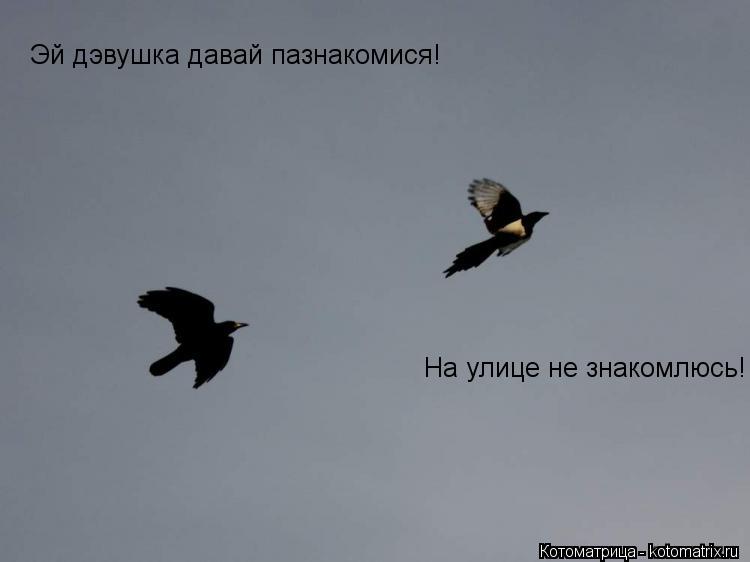 Эй дэвушка давай пазнакомися! На улице не знакомлюсь!... Котоматрица: Эй дэвушка давай пазнакомися! На улице не знакомлюсь!