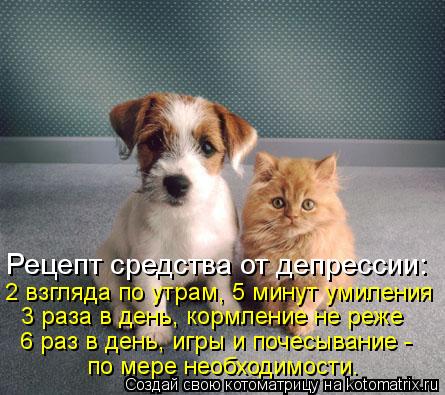 Рецепт средства от депрессии: 2 взгляда по утрам, 5 минут умиления 3 раза в день, кормление не реже 6... Котоматрица: Рецепт средства от депрессии: 2 взгляда по утрам, 5 минут умиления 3 раза в день, кормление не реже 6 раз в день, игры и почесывание - по мере нео