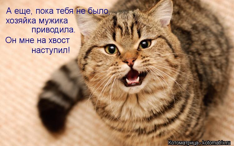 А еще, пока тебя не было, хозяйка мужика приводила. Он мне на хвост наступил!... Котоматрица: А еще, пока тебя не было, хозяйка мужика приводила. Он мне на хвост наступил!