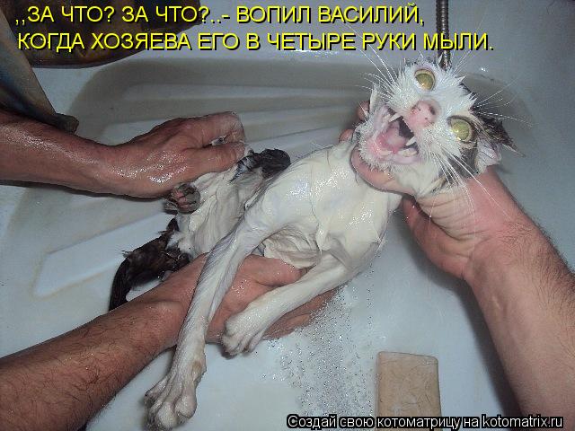 ,,ЗА ЧТО? ЗА ЧТО?..- ВОПИЛ ВАСИЛИЙ, КОГДА ХОЗЯЕВА ЕГО В ЧЕТЫРЕ РУКИ МЫЛИ.... Котоматрица: ,,ЗА ЧТО? ЗА ЧТО?..- ВОПИЛ ВАСИЛИЙ, КОГДА ХОЗЯЕВА ЕГО В ЧЕТЫРЕ РУКИ МЫЛИ.