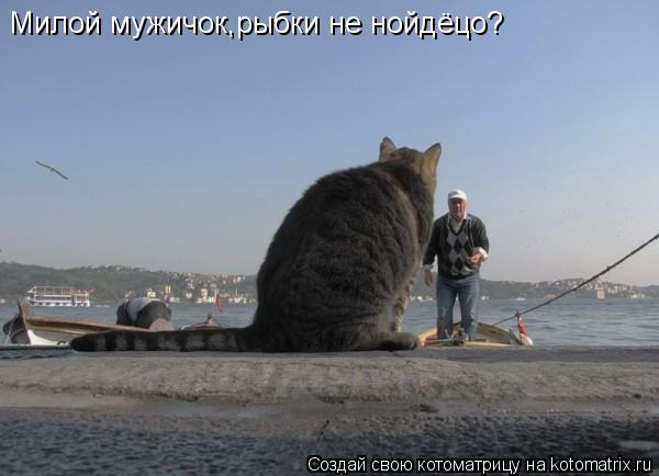 Милой мужичок,рыбки не нойдёцо?... Котоматрица: Милой мужичок,рыбки не нойдёцо?