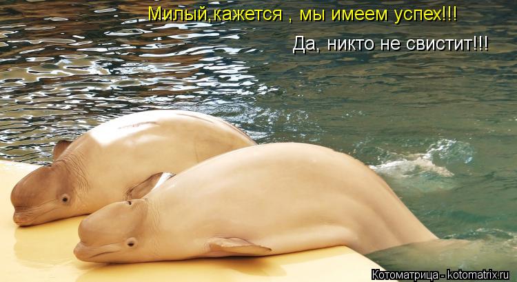 Милый,кажется , мы имеем успех!!! Да, никто не свистит!!!... Котоматрица: Милый,кажется , мы имеем успех!!! Да, никто не свистит!!!