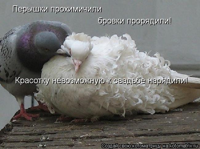 Перышки прохимичили бровки прорядили! Красотку невозможную к свадьбе нарядили!... Котоматрица: Перышки прохимичили бровки прорядили! Красотку невозможную к свадьбе нарядили!