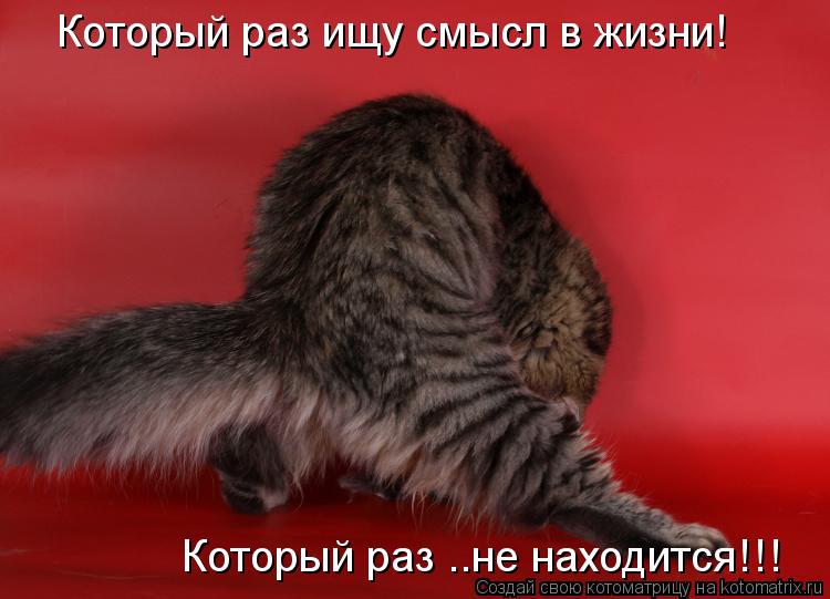 Который раз ищу смысл в жизни! Который раз ..не находится!!!... Котоматрица: Который раз ищу смысл в жизни! Который раз ..не находится!!!