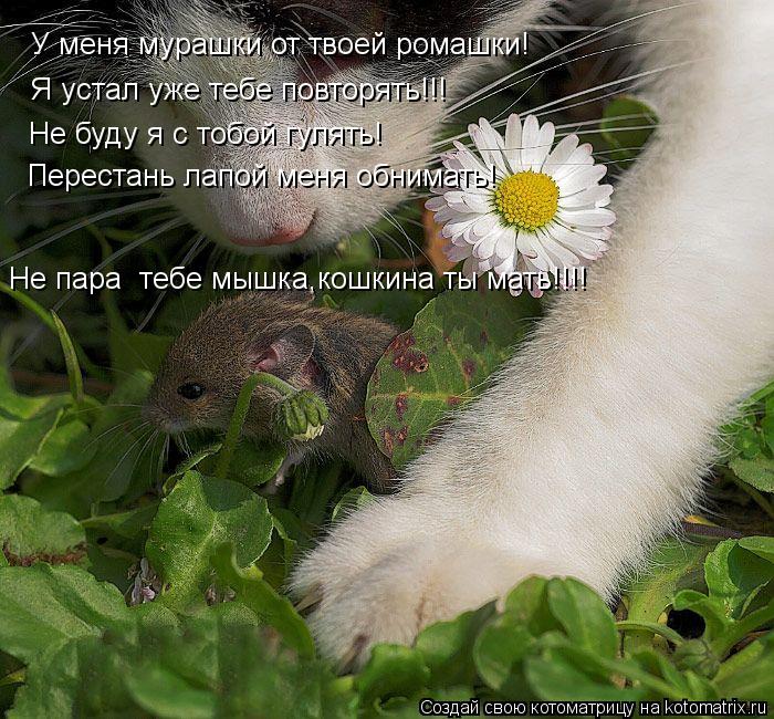 У меня мурашки от твоей ромашки! Я устал уже тебе повторять!!! Не буду я с тобой гулять! Перестань ла... Котоматрица: У меня мурашки от твоей ромашки! Я устал уже тебе повторять!!! Не буду я с тобой гулять! Перестань лапой меня обнимать! Не пара тебе мышка,кош