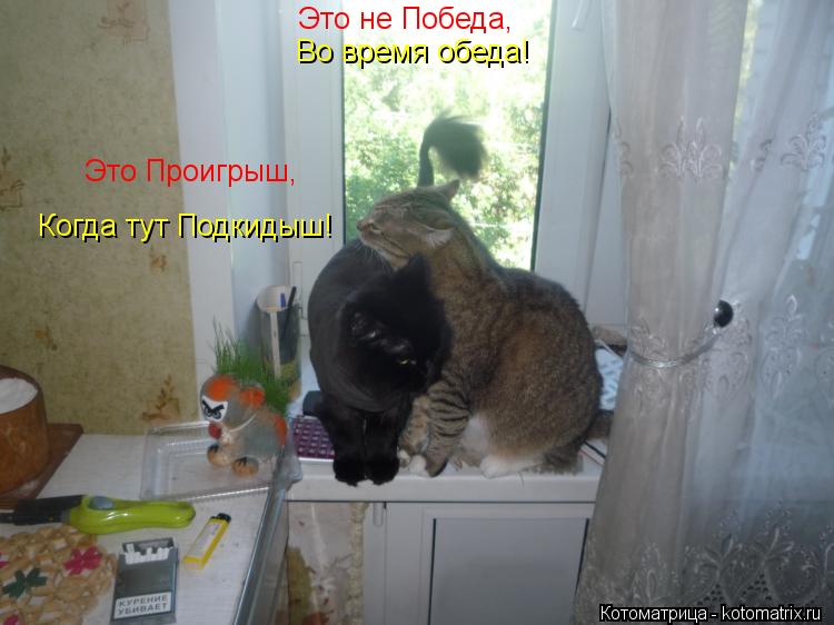 Это не Победа, Во время обеда! Когда тут Подкидыш! Это Проигрыш,... Котоматрица: Это не Победа, Во время обеда! Когда тут Подкидыш! Это Проигрыш,