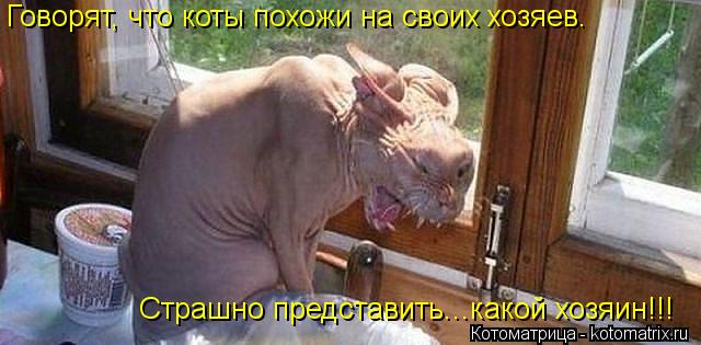 Говорят, что коты похожи на своих хозяев. Страшно представить...какой хозяин!!!... Котоматрица: Говорят, что коты похожи на своих хозяев. Страшно представить...какой хозяин!!!