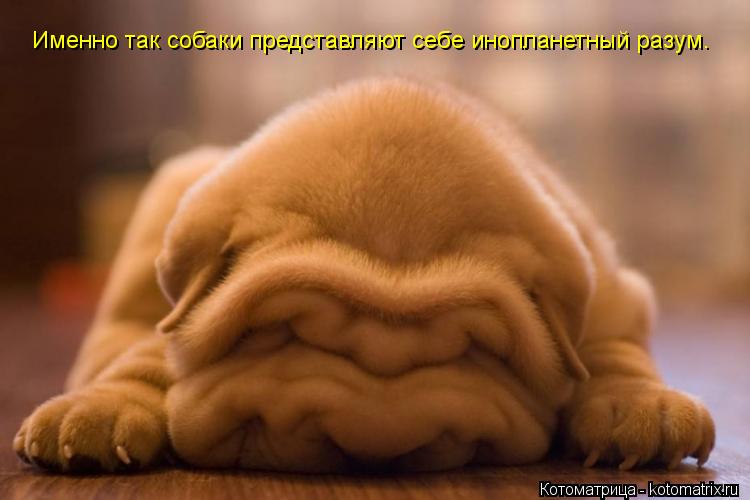 Именно так собаки представляют себе инопланетный разум.... Котоматрица: Именно так собаки представляют себе инопланетный разум.